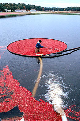 Wet harvest at Gilmore Cranberry Company, Agriculture, 2000; Gilmore Cranberry Company; Carver, Massachusetts; Photography by Maggie Holtzberg