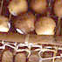 Underbelly of balafon showing gourds.; Malian musician; 2001: Allston, Massachusetts