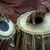 Close up of Chris Pereji and Nisha Purushotham playing tabla drums; Apprenticeship - North Indian tabla; 2009: South Attleboro, Massachusetts